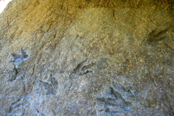 poyales-icnitas0EBD05CC-918A-F594-D91A-4079333C0B11.png