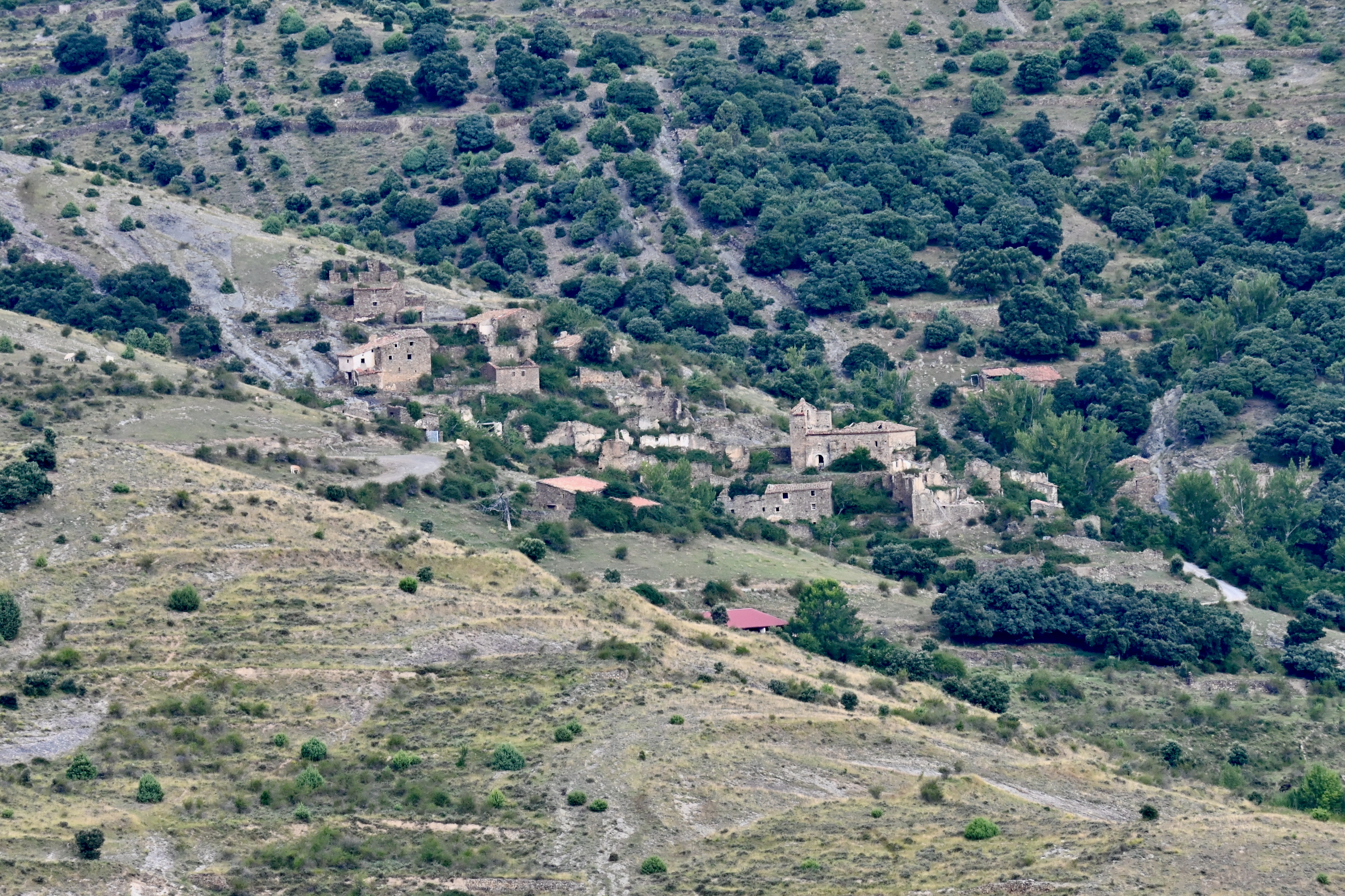 Garranzo